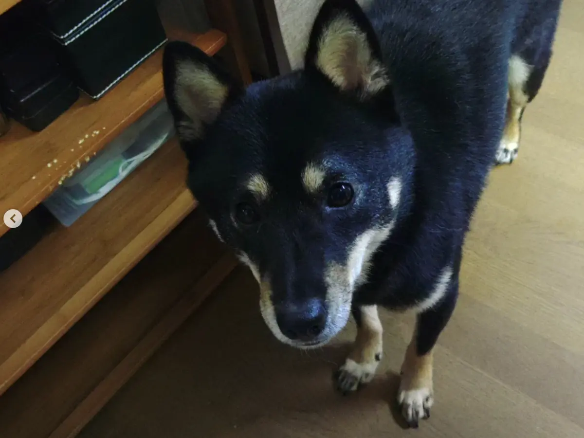 Lihimaya dog & cat photo 2