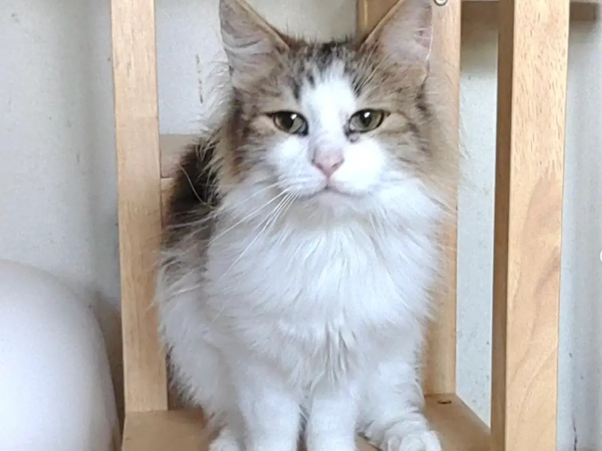 Lihimaya dog & cat photo 4