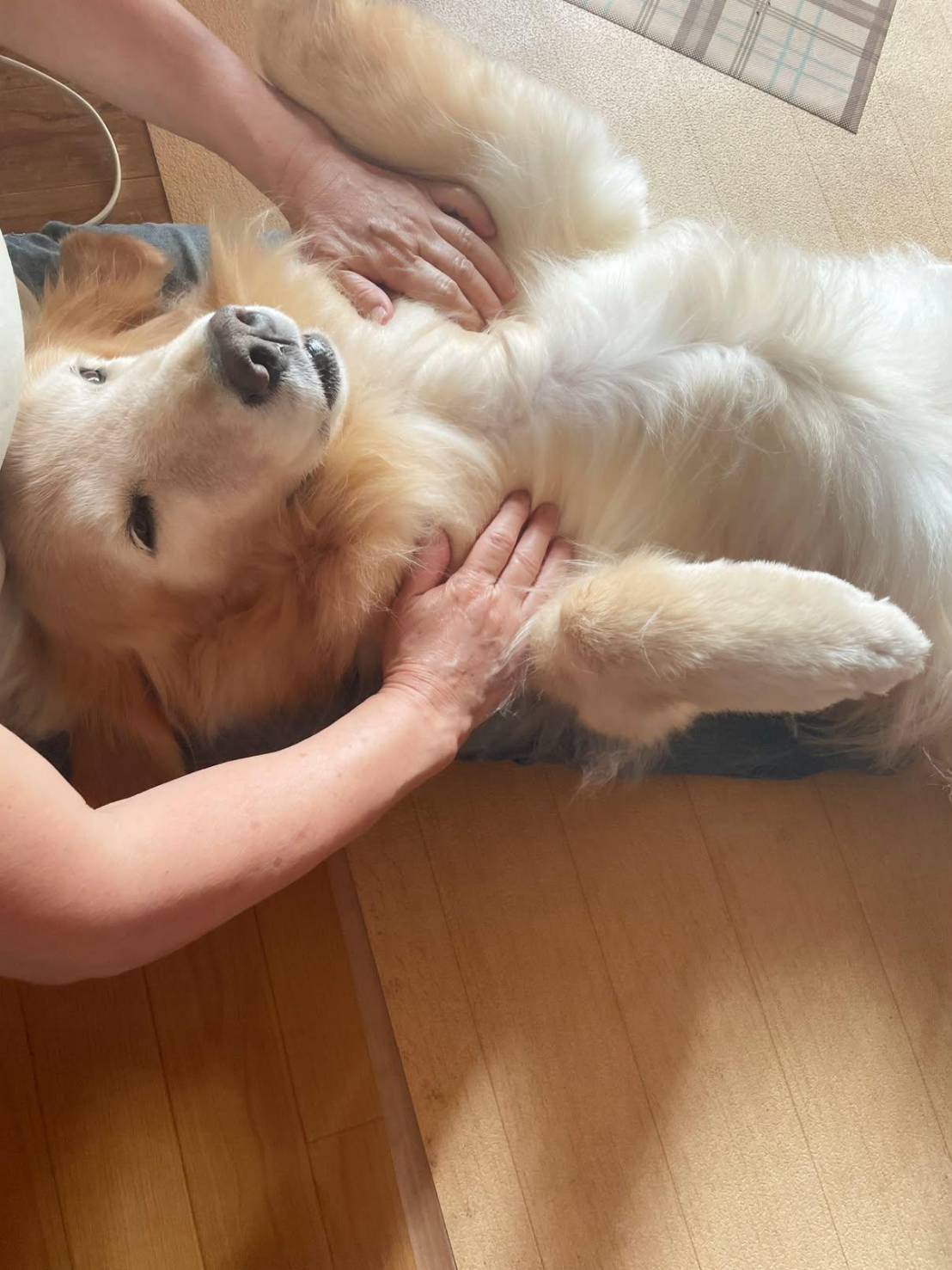 スウェーデン式ドッグマッサージNAPによる犬のマッサージ