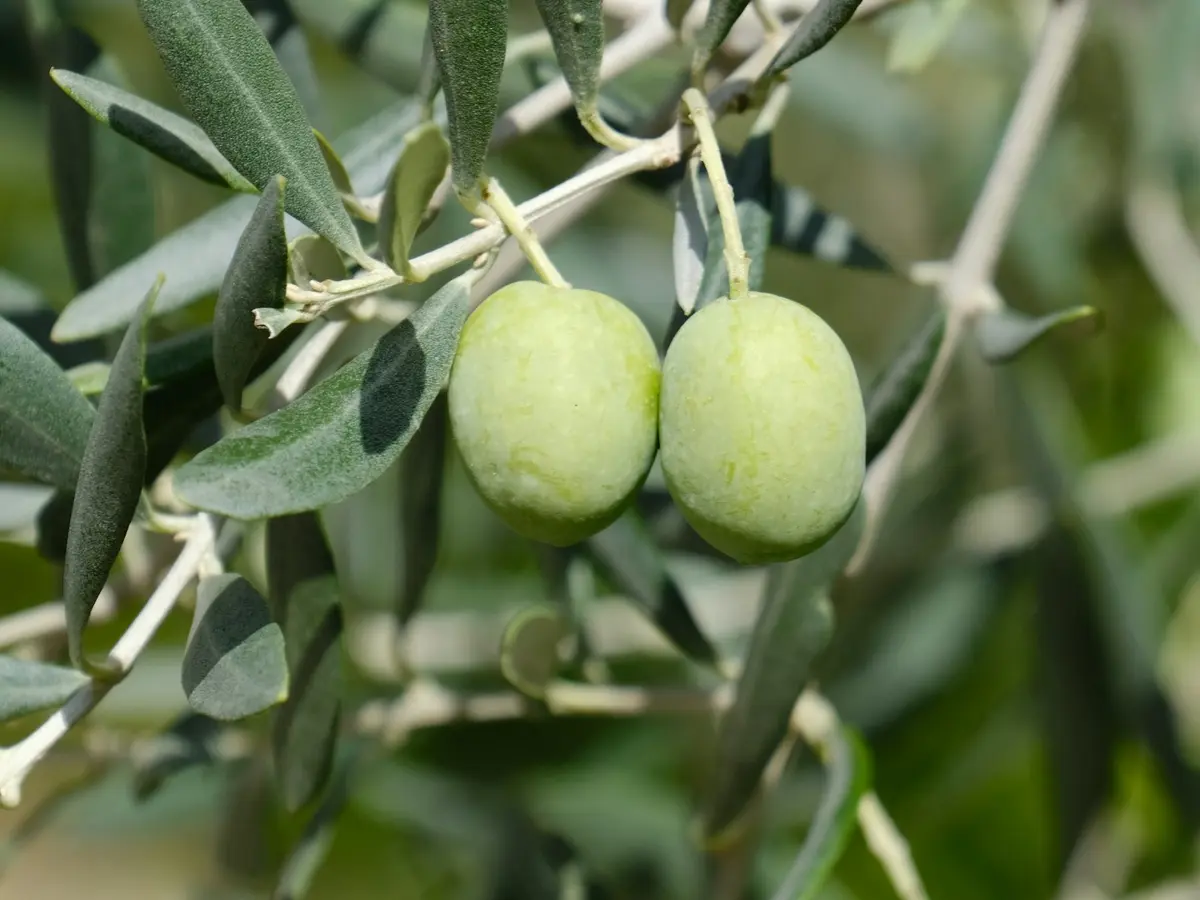 Natural Oil Market photo 4